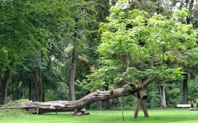 Wie ein Baum im Kurpark: Umknicken heißt nicht aufgeben