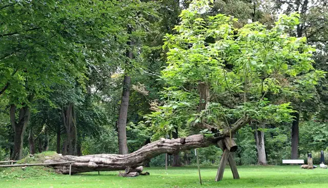 Wie ein Baum im Kurpark: Umknicken heißt nicht aufgeben